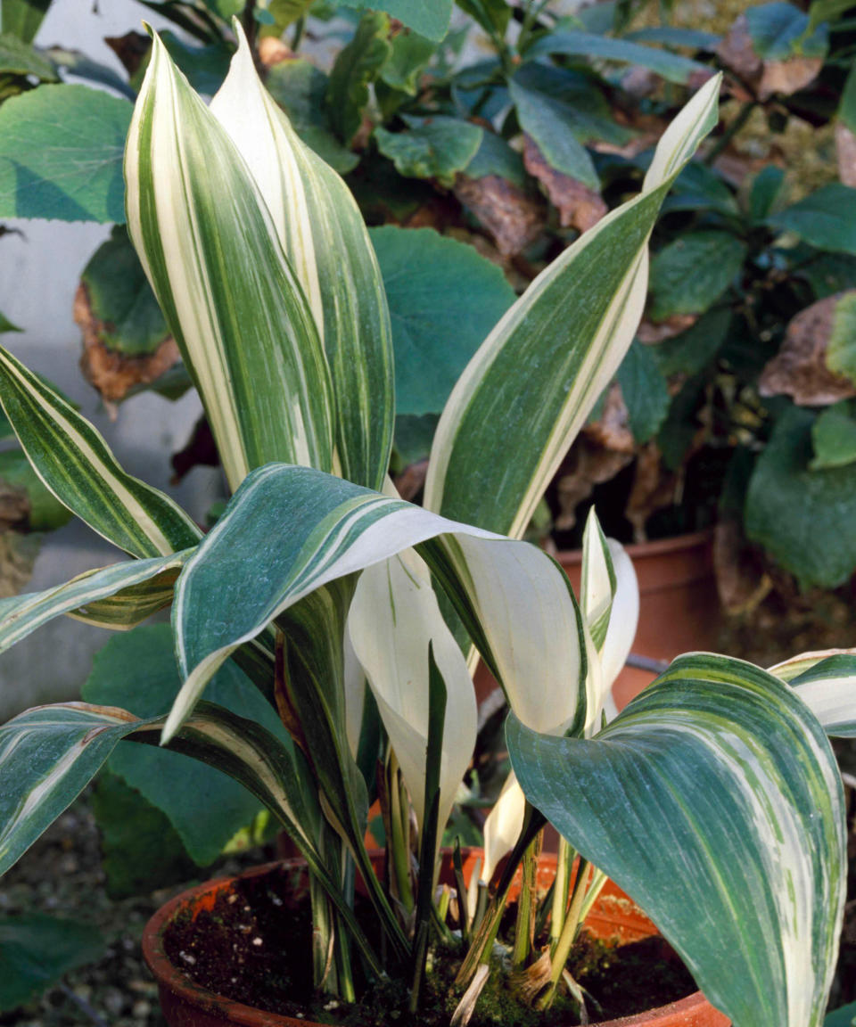 Aspidistra elatior - `Variegata'