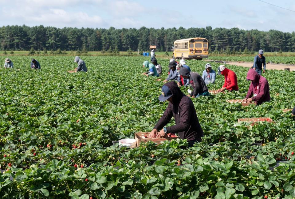 Mexican and Guatemalan workers pick strawberries at a Canadian farm in 2021. (Jacques Boissinot/The Canadian Press - image credit)