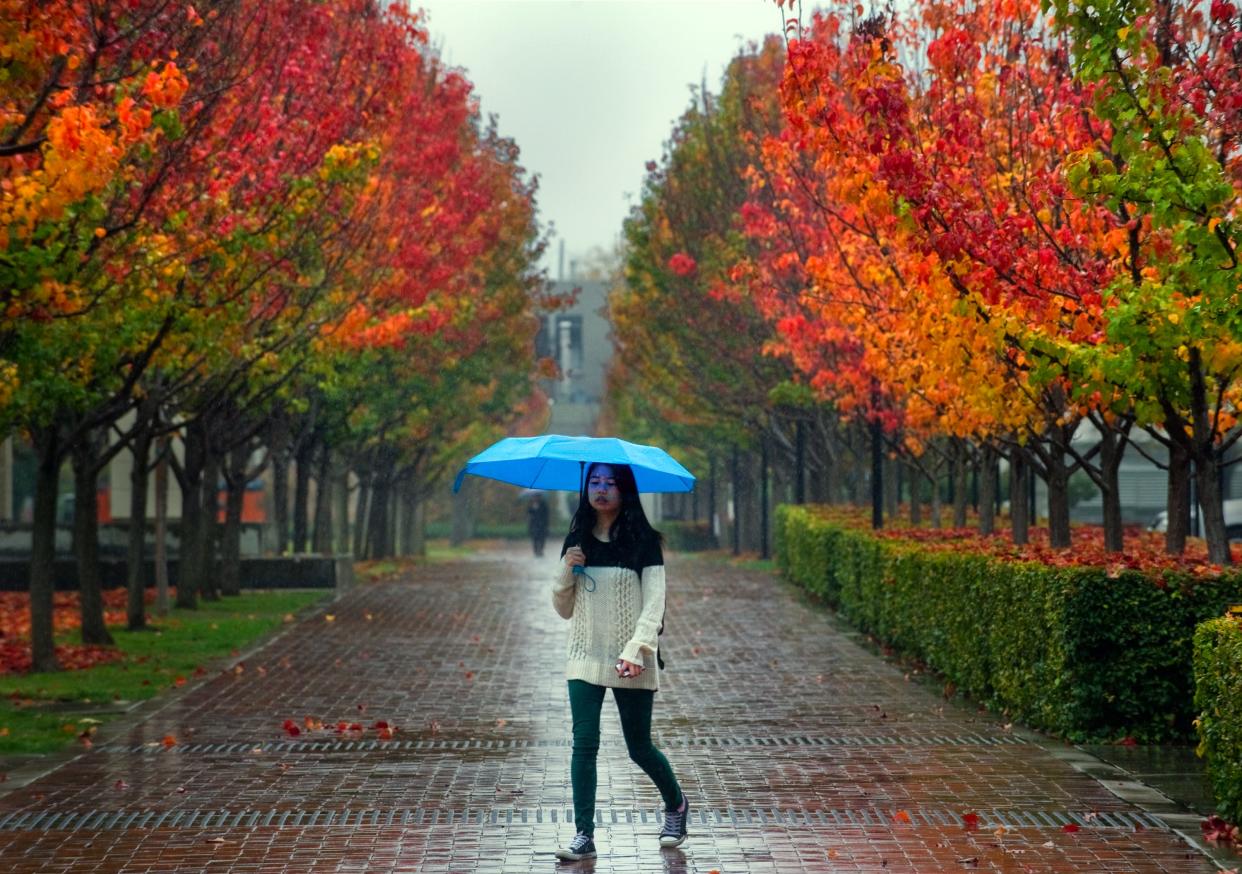 Rain instead of blue skies greeted University of the Pacific student Alexandria Chan on Dec. 3, 2015, but she did sport a bright blue umbrella to shield herself from the rain as she walked past rows of ornamental pear trees in their fall colors lining the Baxter Walkway on the Pacific campus in Stockton The colors help to make an otherwise gray scene more interesting.