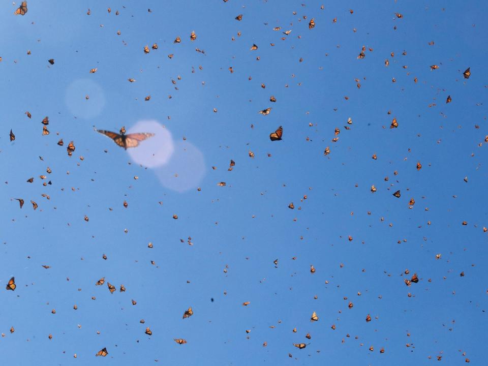 monarch butterflies fill a blue sky