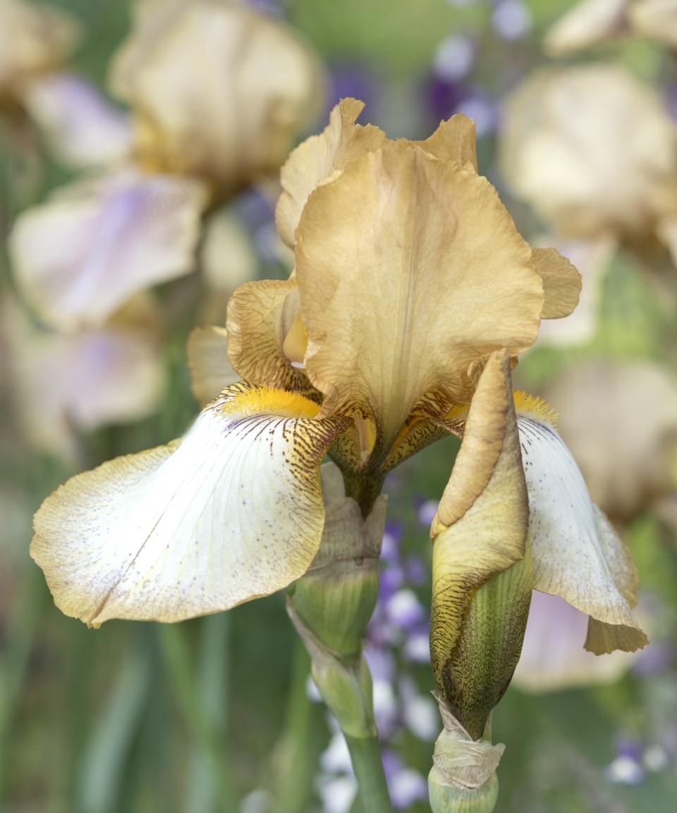 Bearded iris