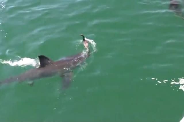 Little bird has narrow escape from shark's mouth