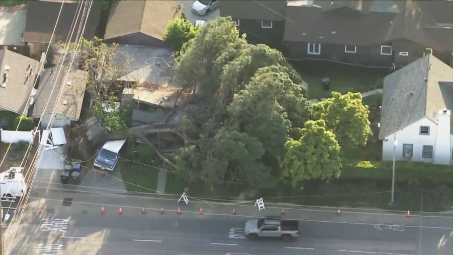 A giant pine tree topples over, crushing a Monrovia home and trapping residents inside on May 8, 2024. (KTLA)