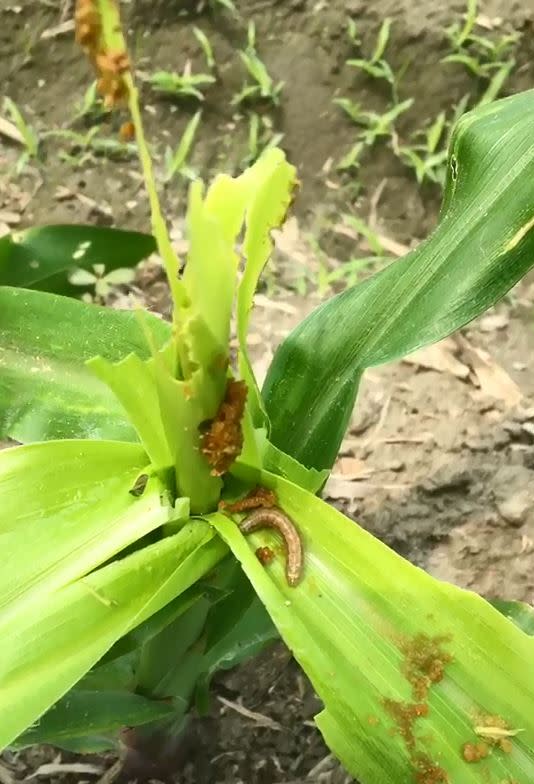 秋行軍蟲喜好躲在玉米心葉處取食，常在葉上殘留大量糞便。（圖／農委會提供）