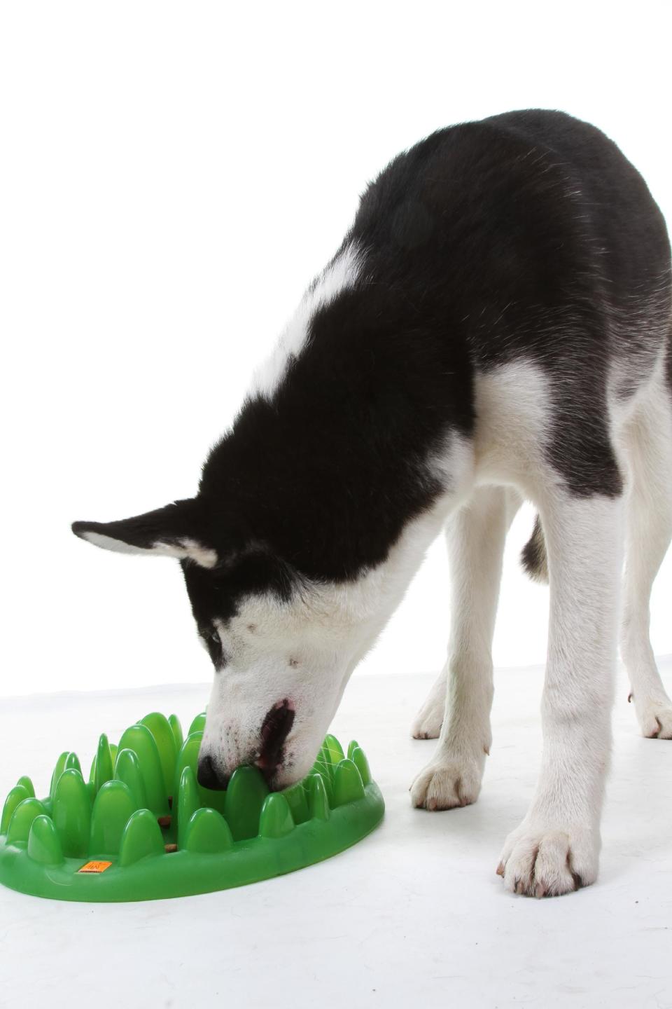 This product publicity photo provided by The Company of Animals, LLC shows a GREEN interactive feeder. Treat mazes for dogs and cats make it a challenge to extricate the treats, engaging the animal’s mind and making the reward more satisfying(www.companyofanimals.co.uk). (AP Photo/ The Company of Animals, LLC)