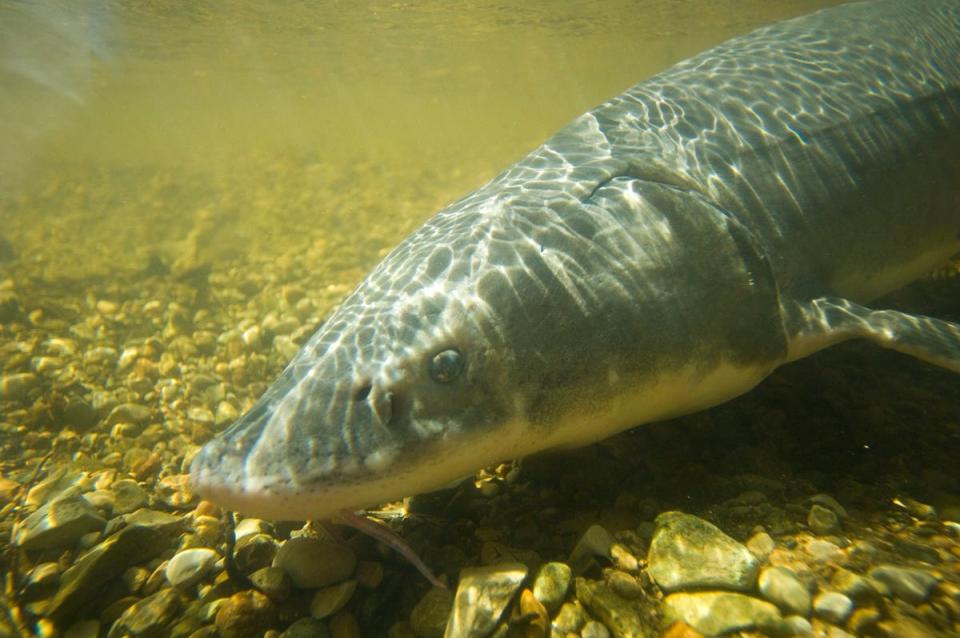 Sturgeon research on the Black River