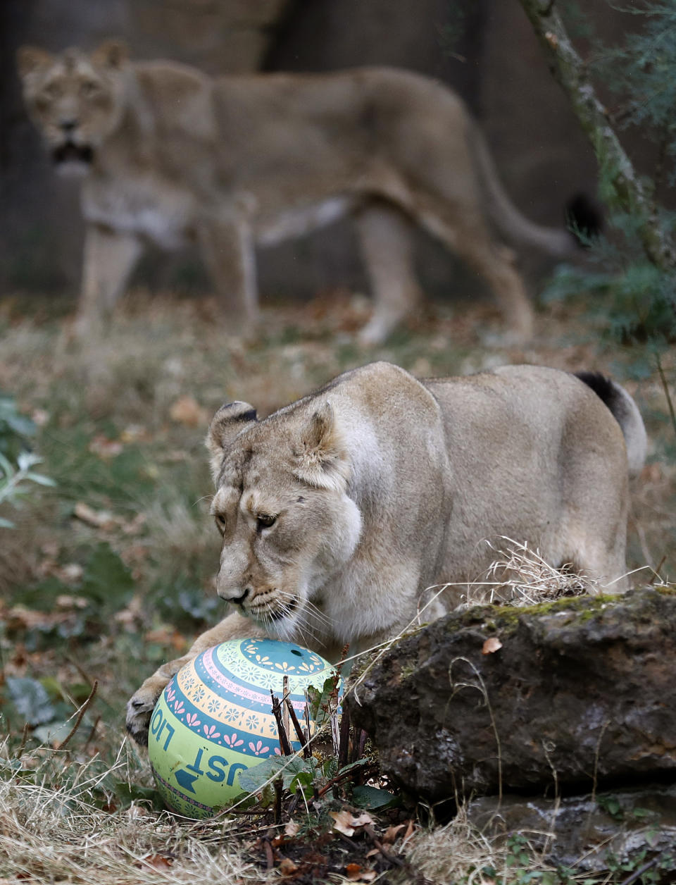 One of London Zoo's Asiatic lionesses, sisters Heidi, Indi or Rubi plays with a ball, a day ahead of World Lion Day in London, Thursday, Aug. 9, 2018. The pride will be celebrating conservation success as Asiatic lions numbers continue to increase. (AP Photo/Frank Augstein)