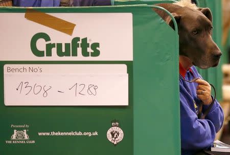 A woman sits with a Great Dane during the first day of the Crufts dog show in Birmingham, central England March 6, 2014. REUTERS/Darren Staples