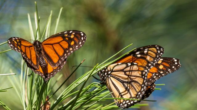 Mexico's monarch butterflies are falling victim to a real-life butterfly  effect - Vox