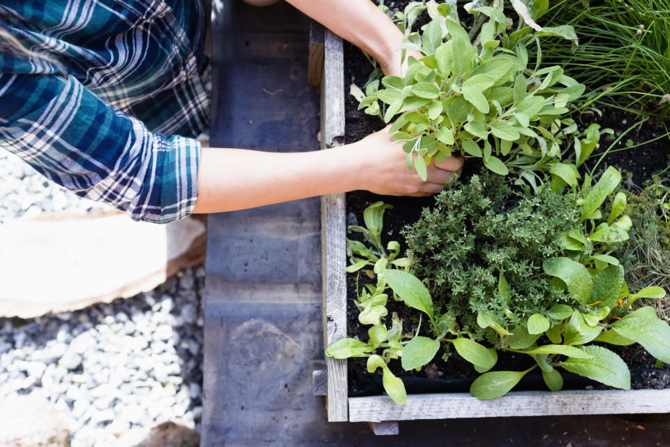 Harvest Edible Plants