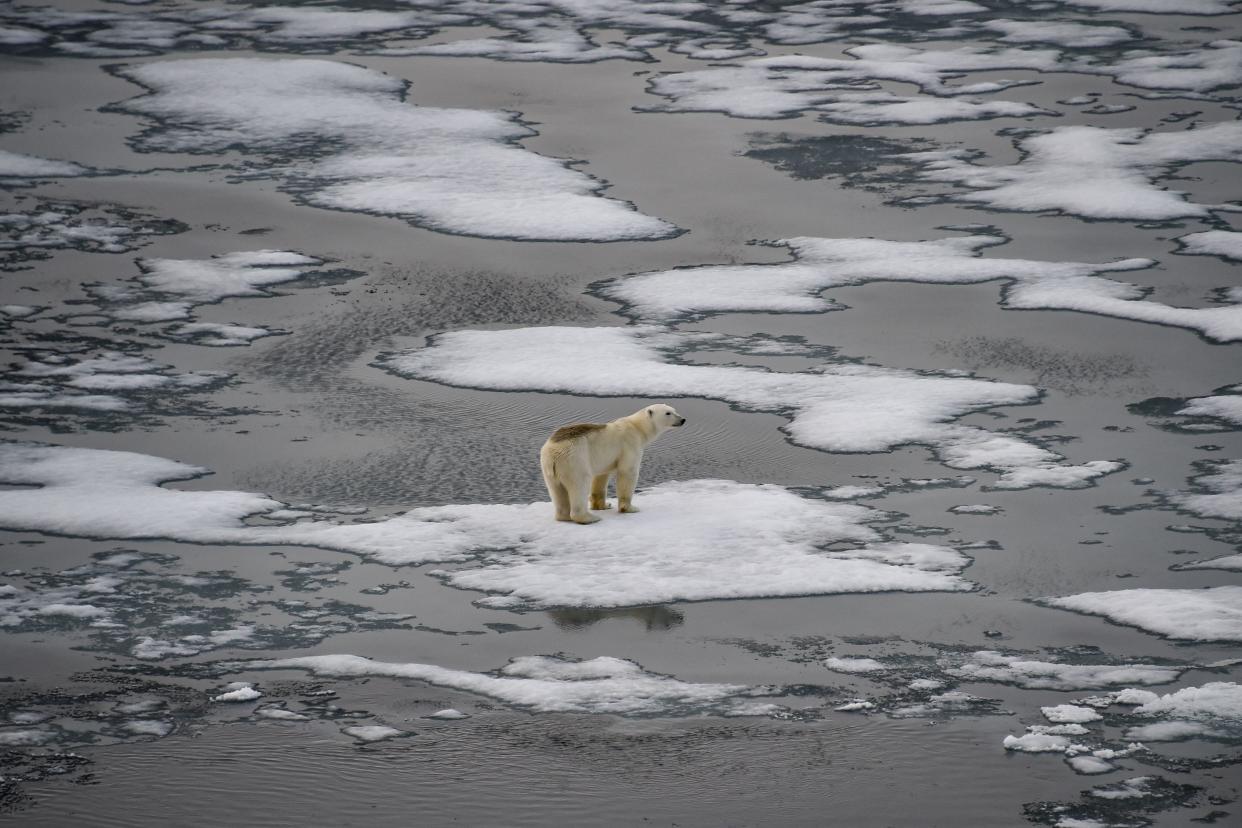 Scientists warn polar bears are facing a dire situation as greenhouse gases melt their icy environment.