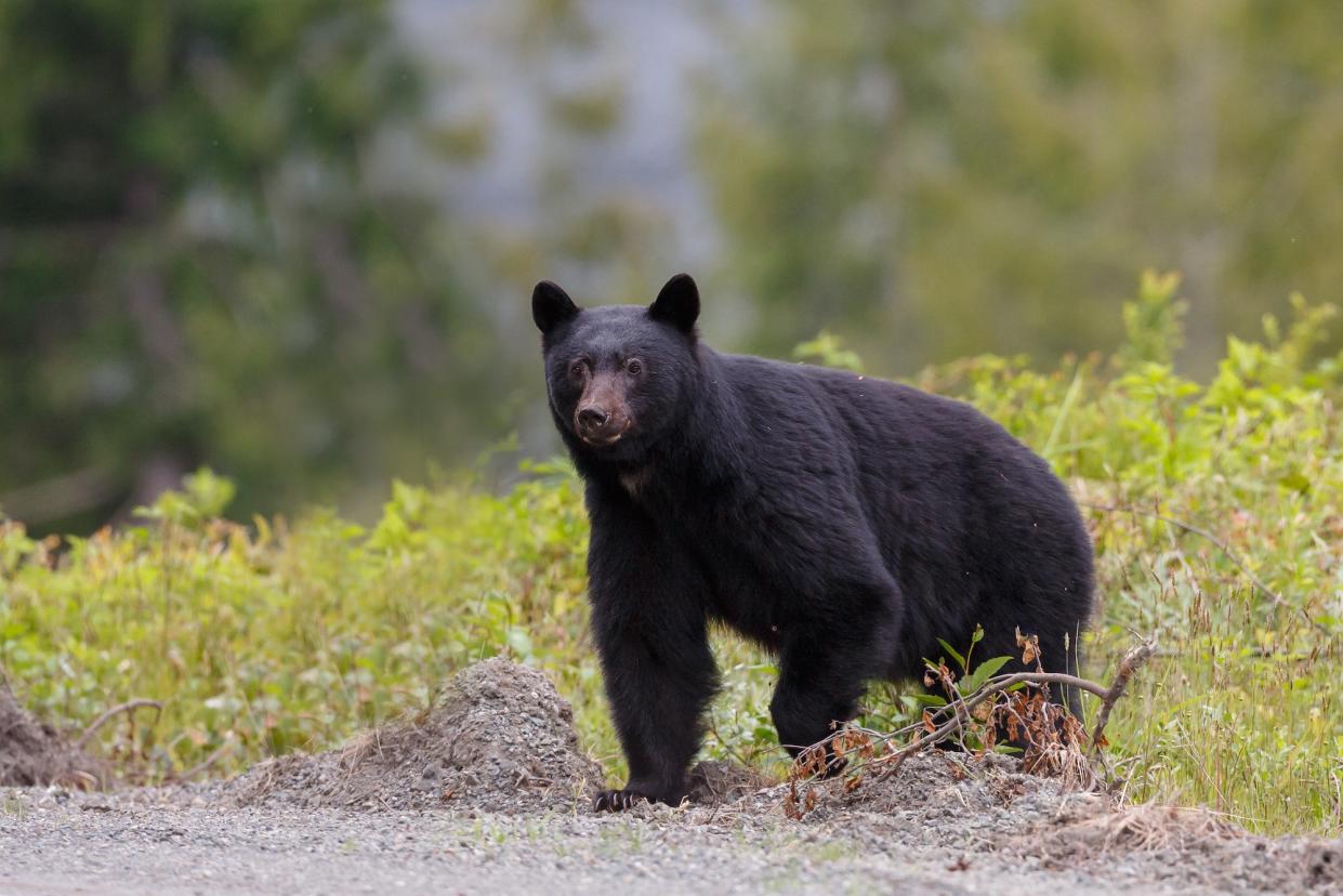 scared canadian shoots bear