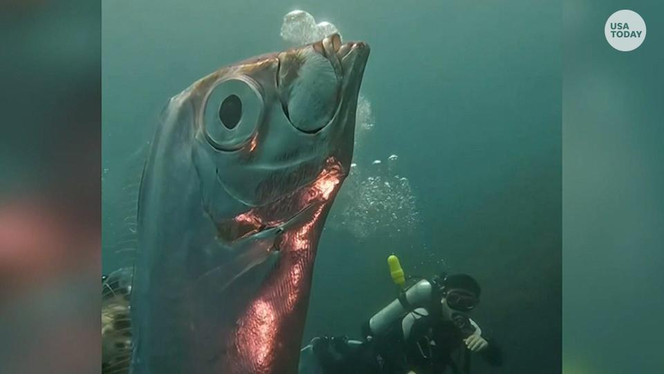 Shimmery silver oarfish surprises divers.