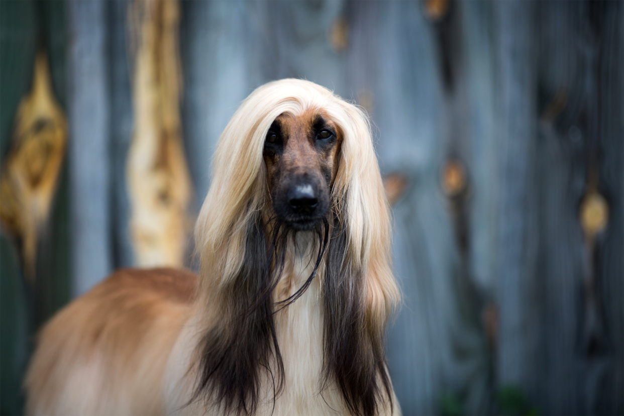 Afghan hound