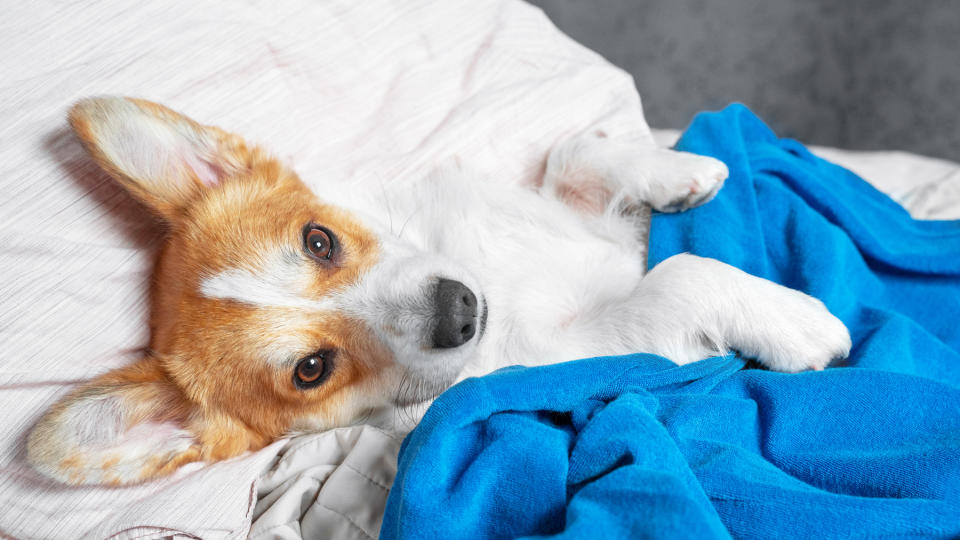  Dog laying in bed 