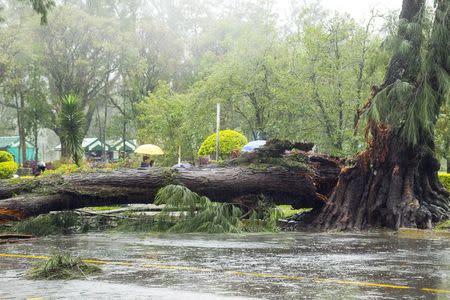 A tree lies on a road after it was toppled by Typhoon Goni in Baguio city in northern Philippines August 22, 2015. REUTERS/Harley Palangchao