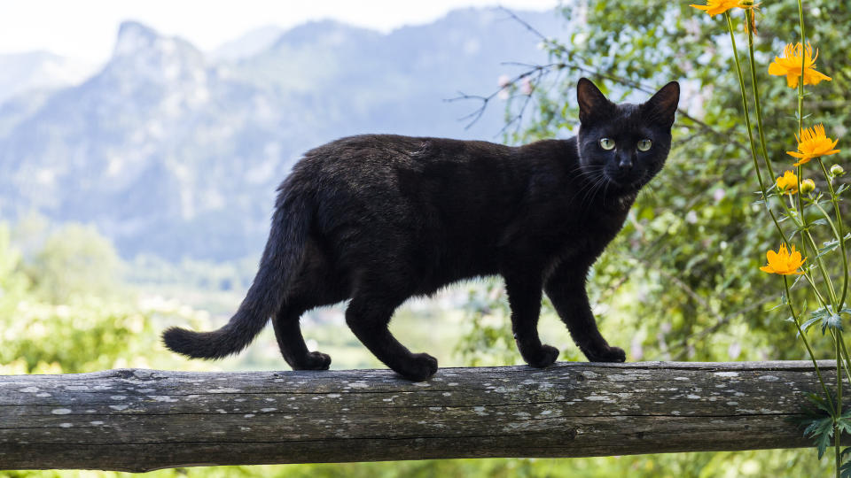 cat walking along fence