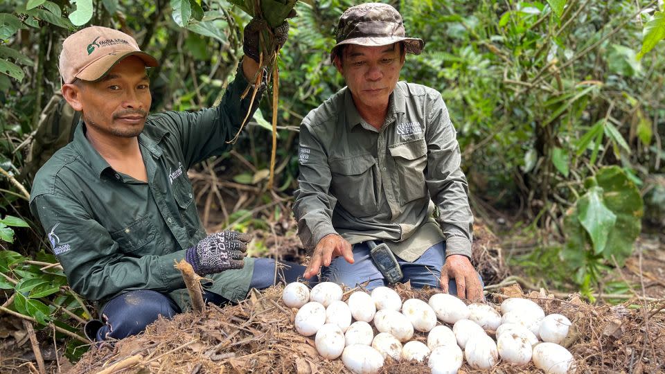 Two members of Fauna & Flora's crocodile conservation team with a number of Siamese crocodile eggs. - Hor Leng/Fauna & Flora