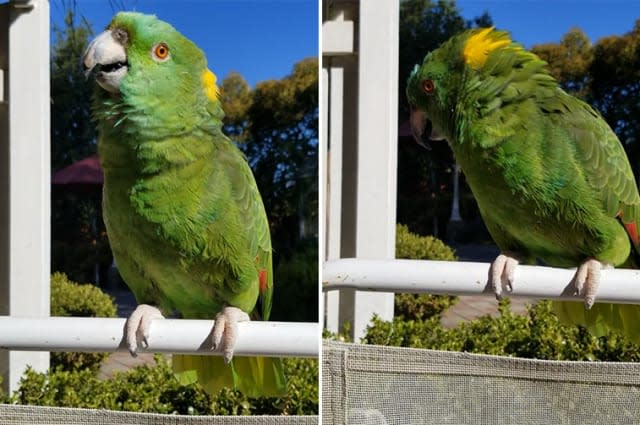 Korbel, the 33-year-old naped Amazon parrot