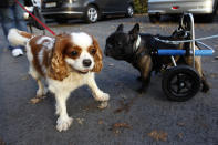 French bulldog Billy (R) wearing his medical roll car sniffs another dog. REUTERS/Ina Fassbender