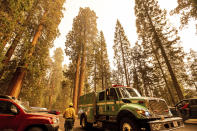 A fire engine drives past sequoia trees in Lost Grove as the KNP Complex Fire burns about 15 miles away on Friday, Sept. 17, 2021, in Sequoia National Park, Calif. (AP Photo/Noah Berger)