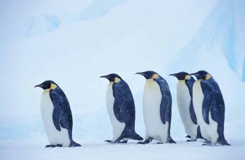 ▲由於氣候變遷，在南極洲（Antarctica）凍原和冰冷海洋間漫遊的皇帝企鵝（emperor penguin），面臨滅絕嚴重風險。（圖／美聯社／達志影像）