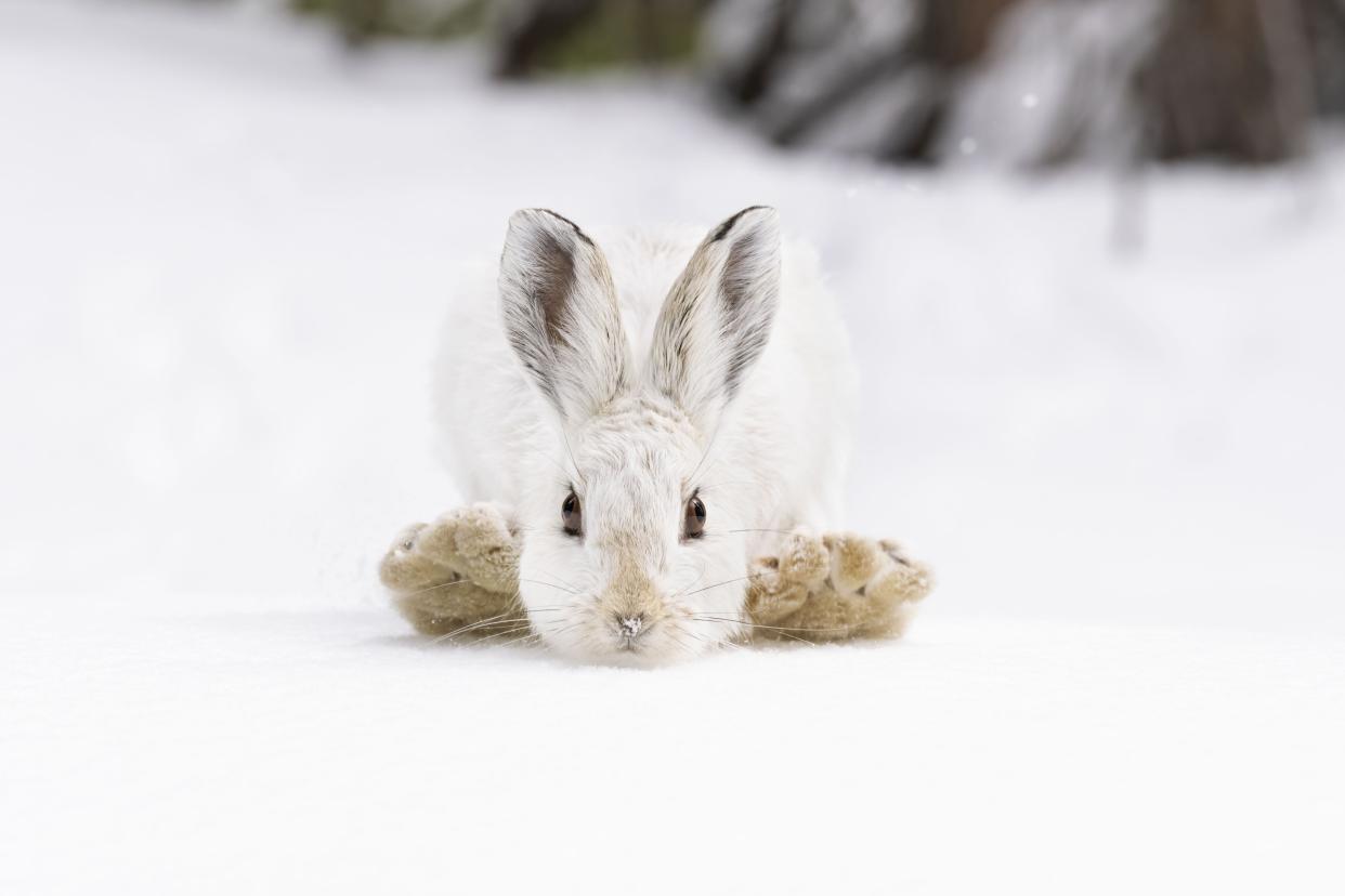 A snowshoe hare