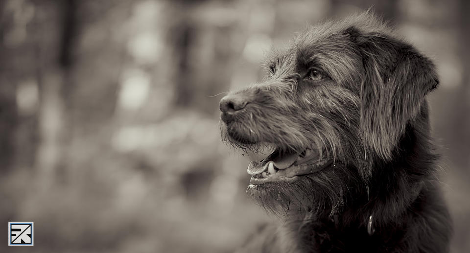 animal category dogs from CEWE Photo Award 2023