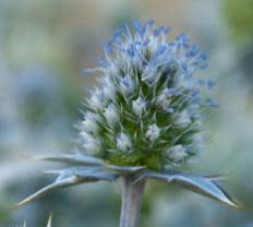 <b>Sea holly is also known as Rattlesnake-Master, Sea Holm, Spiny Cilantro and Miss Wilmott's Ghost.</b> ©iStockphoto.com/Paul Cowan