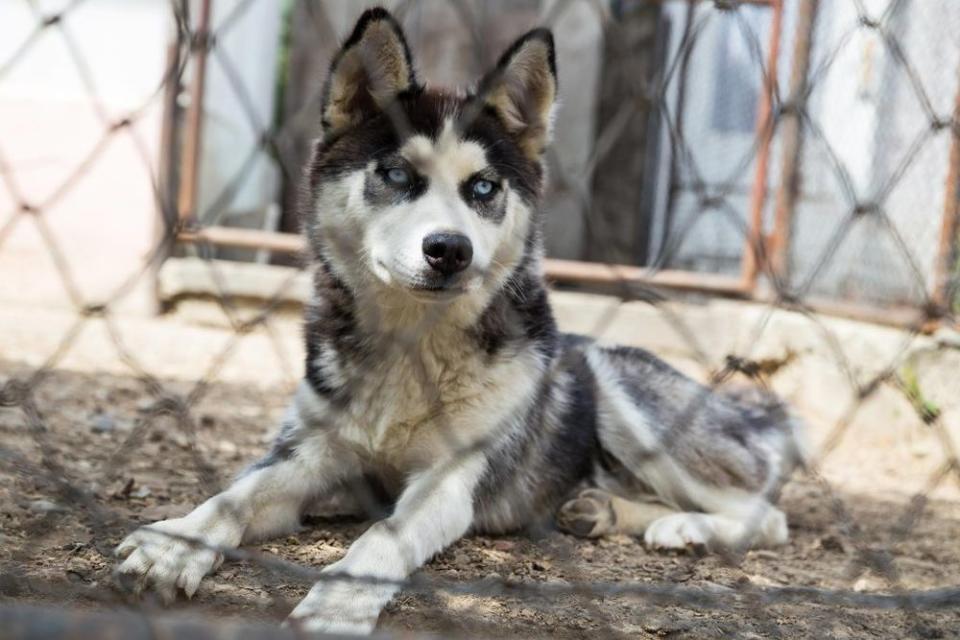 Pictured is a young husky. This dog was not involved in Sunday's incident