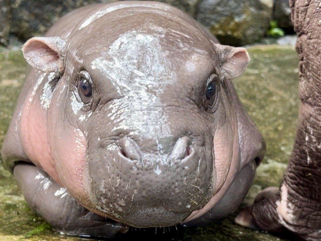 Moo Deng, a two-month old female dwarf hippopotamus, looks into the camera at Khao Kheow Open Zoo.