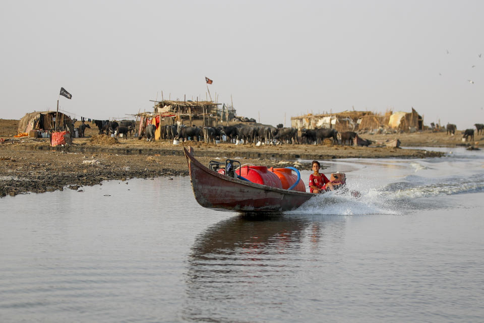 Water buffalo herders in the Chibayish marshes ferry water collected in water cannisters to feed their thirsty animals suffering from high salinity levels in the water, in Dhi Qar province, Iraq, Friday September 2, 2022. (AP Photo/Anmar Khalil)