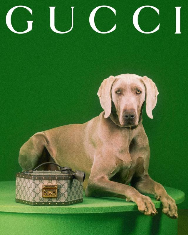 The Gucci Pet Collection is here