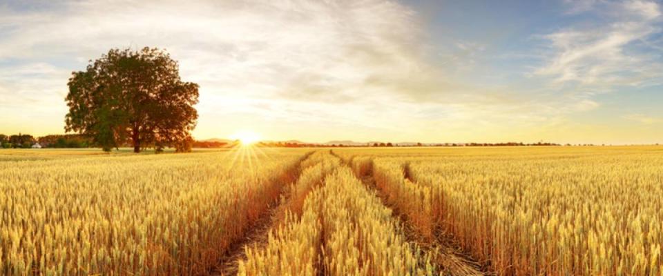 Gold Wheat flied panorama with tree at sunset, rural countryside