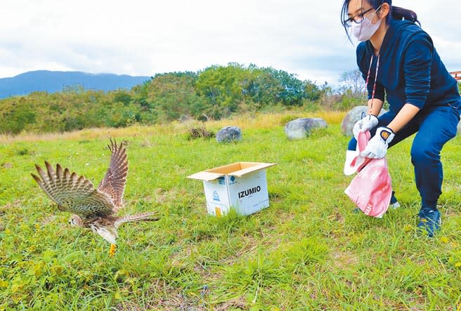 受困獲救的紅隼經治療後，由野灣野生動物醫院保育員帶到知本溼地野放。（莊哲權攝）