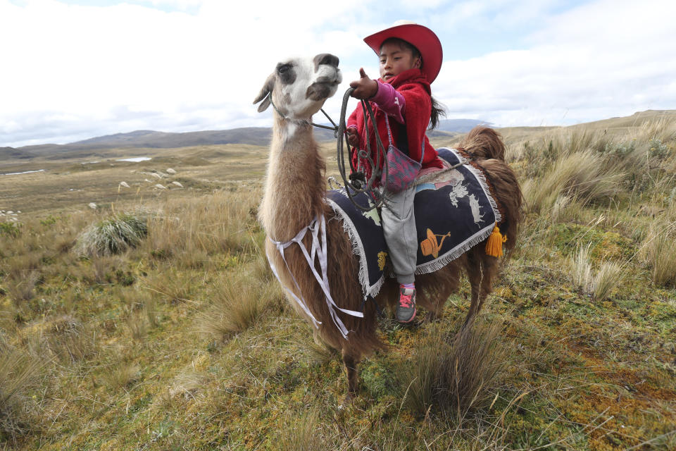 A girl waits on her llama for the start of a race at the Llanganates National Park, Ecuador, Saturday, Feb. 8, 2020. Wooly llamas, an animal emblematic of the Andean mountains in South America, become the star for a day each year when Ecuadoreans dress up their prized animals for children to ride them in 500-meter races. (AP Photo/Dolores Ochoa)