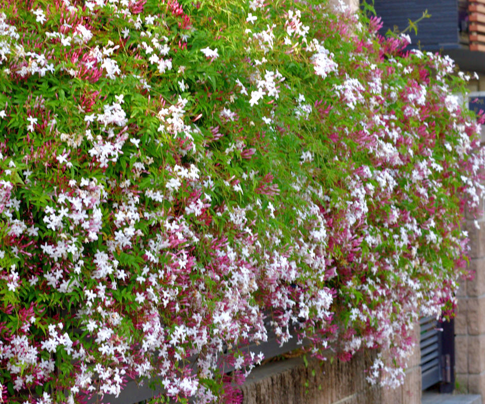 pink jasmine growing on wall