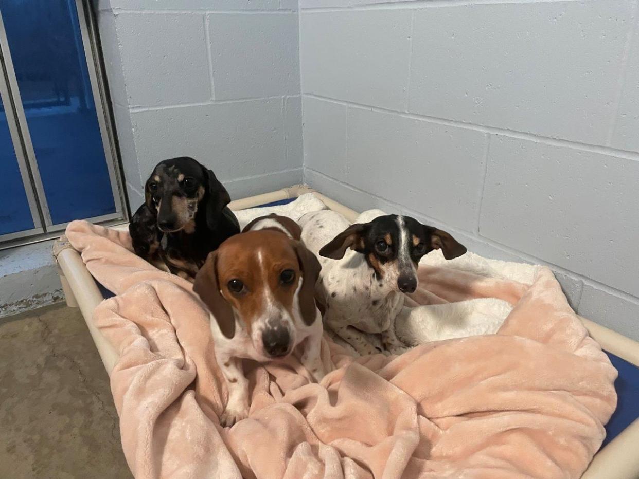 Three of the 31 dogs rescued by the B.C. SPCA in the province's Interior last week. (B.C. SPCA - image credit)