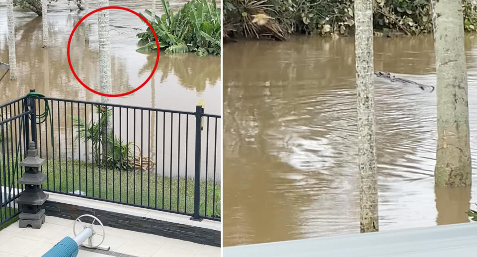 A crocodile seen in the flooded Herbert River near a home.
