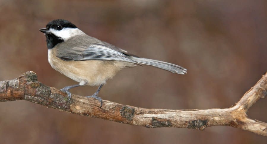 Carolina Chickadee on Tree Limb. (Photo by: Universal Images Group via Getty Images)