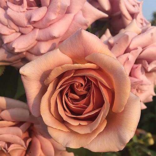 Heirloom Roses Rose Bush - The Koko Loko Floribunda Plant, Live Plants for Outdoors, Own Root Rose Bushes for Planting, One Gallon Potted Outdoor Flower Plants