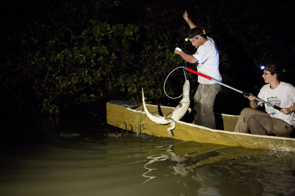 In this Oct. 14, 2013 file photo, ecology professor Ricardo Freitas, left, and biology student Camila Scalzer catch a broad-snouted caiman to examine and release into the Marapendi Lagoon in Rio de Janeiro, Brazil. Freitas himself has grabbed and tagged 400 of the reptiles over the past decade. Sometimes he wades into the toxic sludge, slips a metal lasso around their heads and taps expertly on their snapping jaws until he’s able to tape them shut. (AP Photo/Felipe Dana)