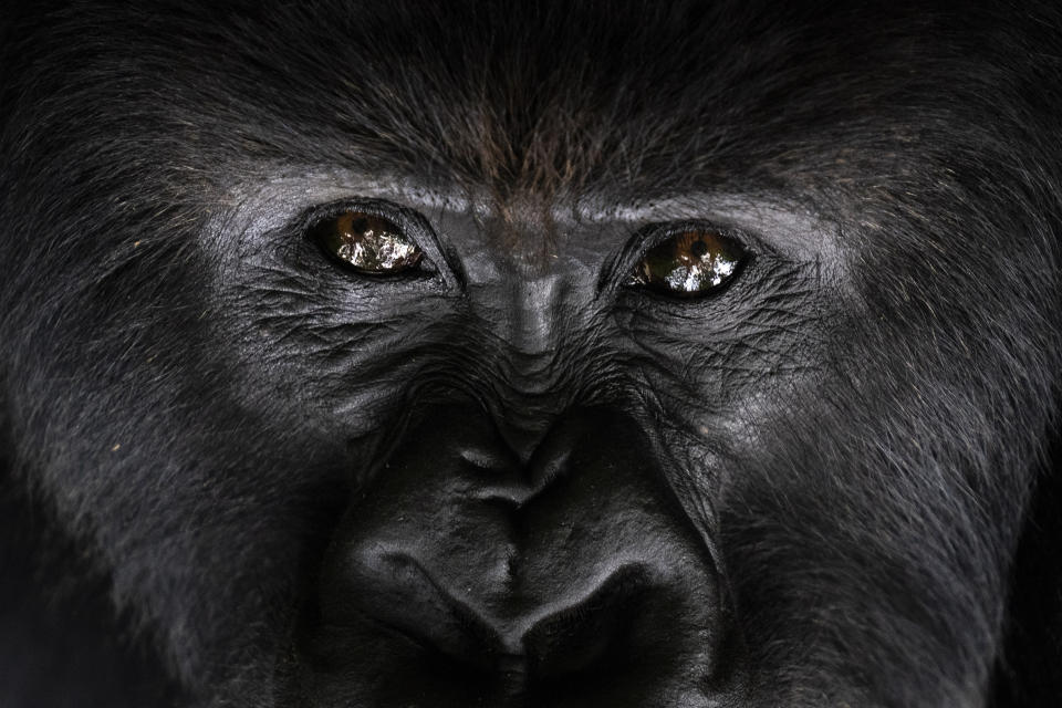 In this Sept. 2, 2019 photo, a silverback mountain gorilla named Segasira looks up as he lies under a tree in the Volcanoes National Park, Rwanda. The late American primatologist Dian Fossey, who began the world’s longest-running gorilla study here in 1967, would likely be surprised any mountain gorillas are left to study. Alarmed by rising rates of poaching and deforestation in central Africa, she predicted the species could go extinct by 2000. (AP Photo/Felipe Dana)