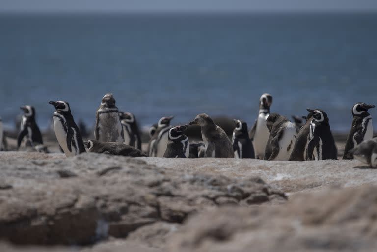 Islote Lobos se destaca por su fauna