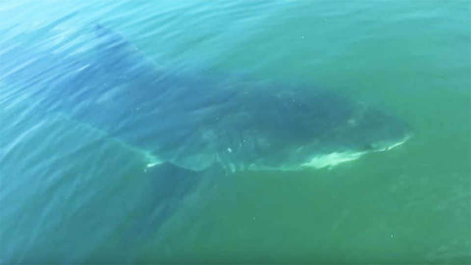 Among the calm and inviting blue waters, James Gibbons and his son watched a shark circle their tinnie. Photo: YouTube/James Gibbons