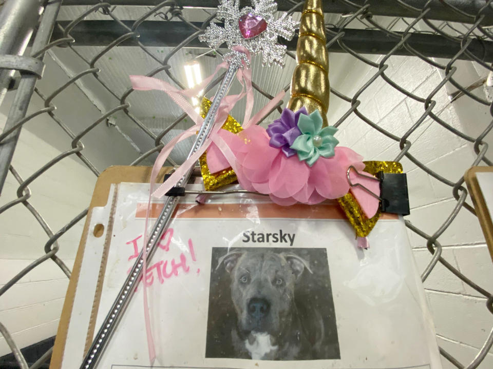 Starsky is one of more than 100 dogs cared for by staff and volunteers at the nonprofit I Heart Dogs Rescue and Animal Haven in Michigan. (Courtesy of I Heart Dogs Rescue and Animal Haven)