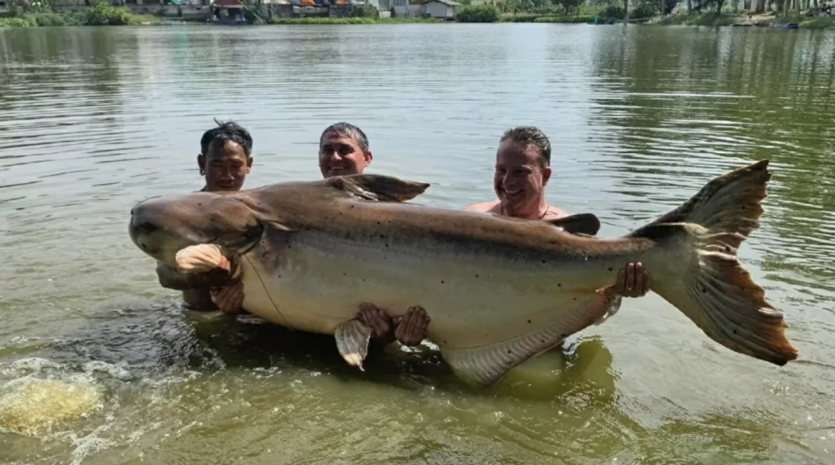 The British catch giant and rare catfish, whose weight is almost 200 kg