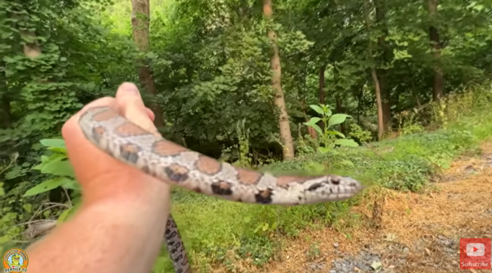 Jesse Rothacker holding an eastern milk snake.