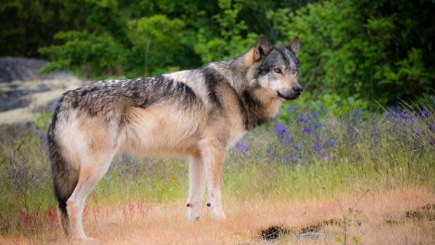 Takaya was a wolf that lived alone for years on a tiny island near Victoria and was shot and killed by a hunter in March of 2020. (Cheryl Alexander - image credit)