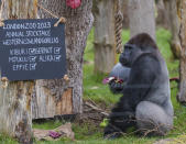 Die alljährliche Bestandsaufnahme ist Voraussetzung dafür, dass der Zoo seine Lizenz behält. Kein Wunder, dass der Westliche Gorilla Kabuki alles genau im Auge behielt.